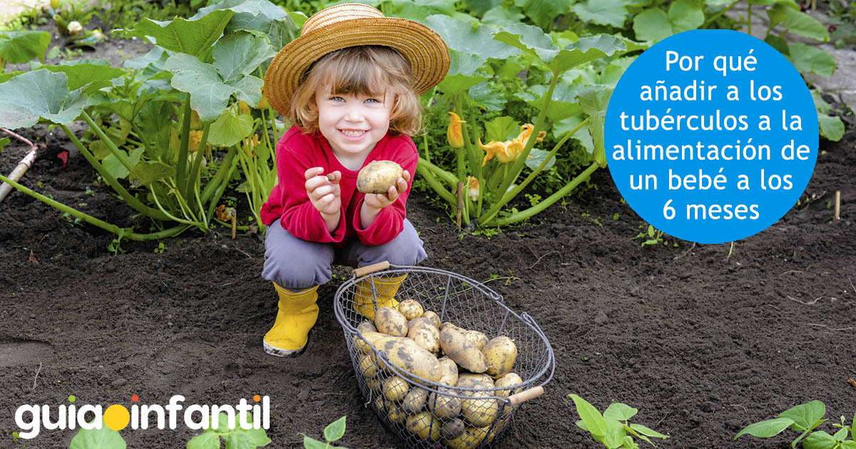 las patatas, yuca, boniato en la alimentación del bebé