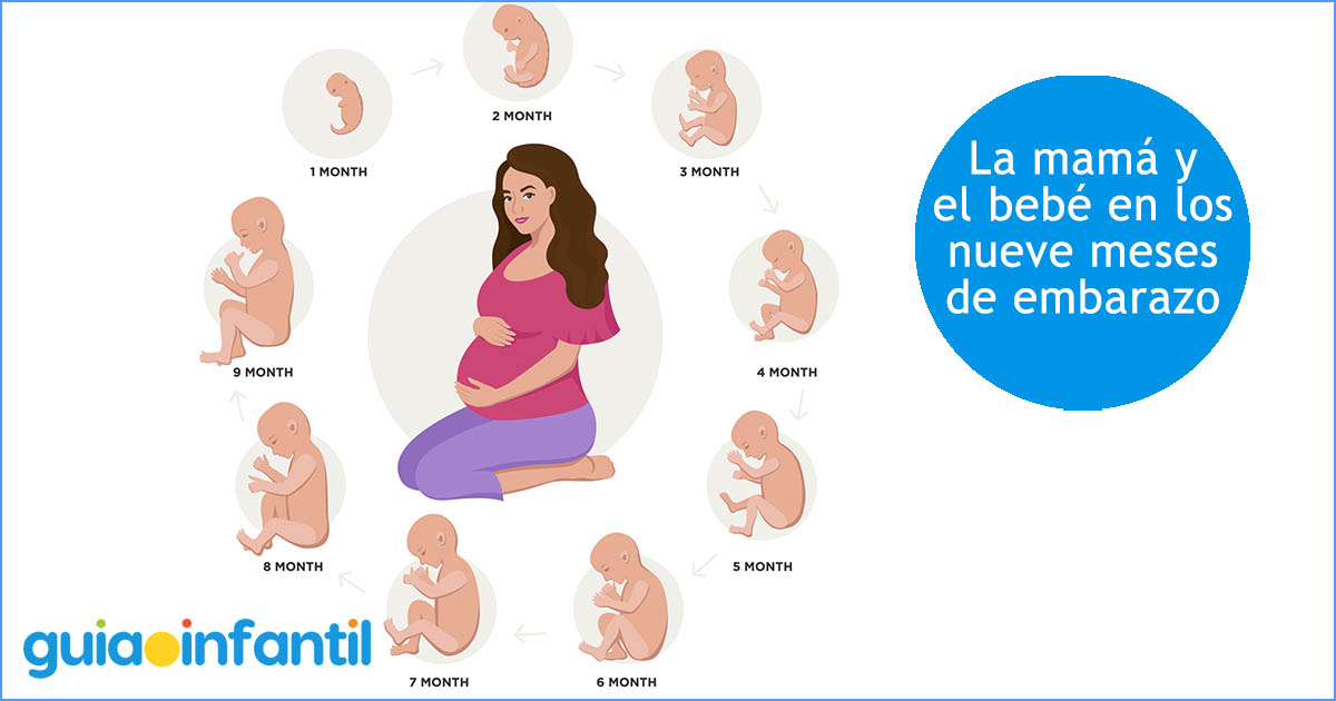etapas del embarazo, mes a mes