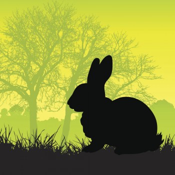 El bosque del silencio. Poema infantil sobre la diversión y el ruido