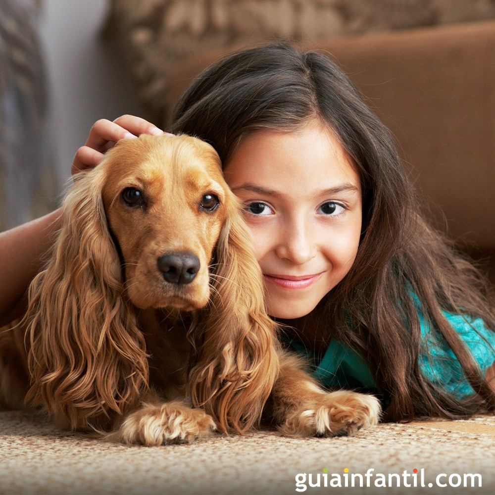 Aprende a enseñar trucos a tu perro Golden Retriever, image size:1000x1000