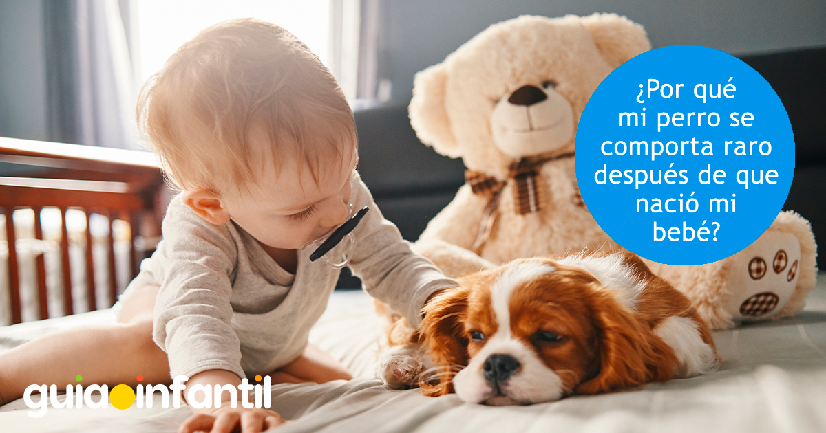 Los celos de la mascota por el bebé