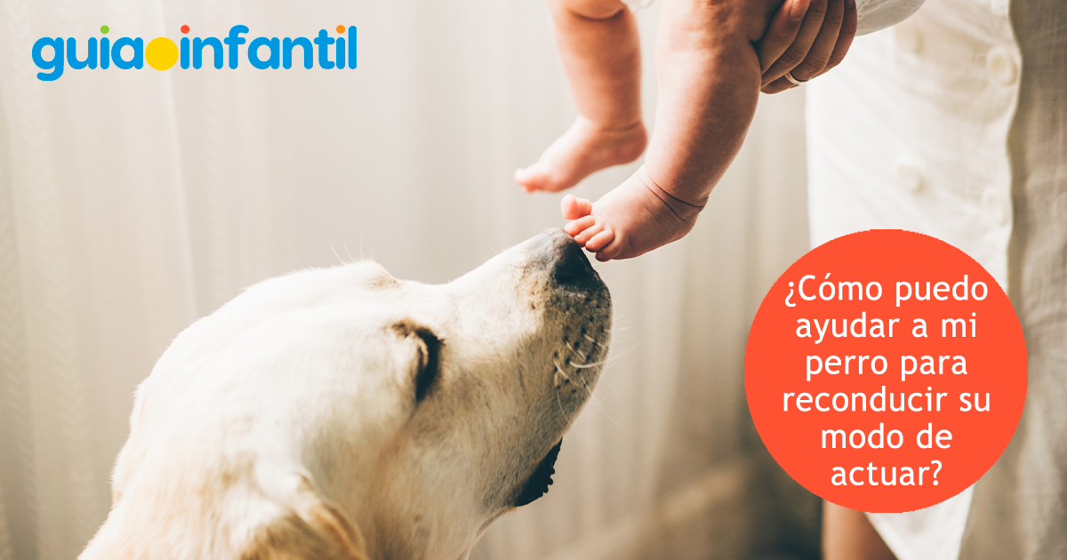 Cómo reconducir el comportamiento del perro