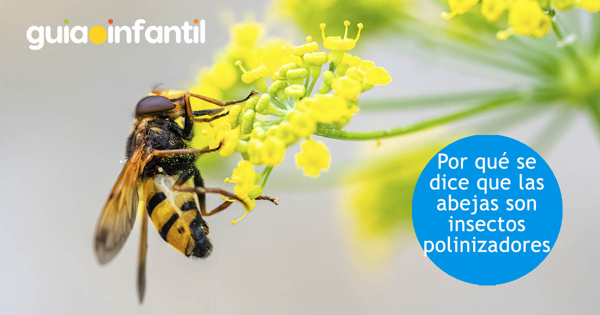 las abejas son insectos polinizadores