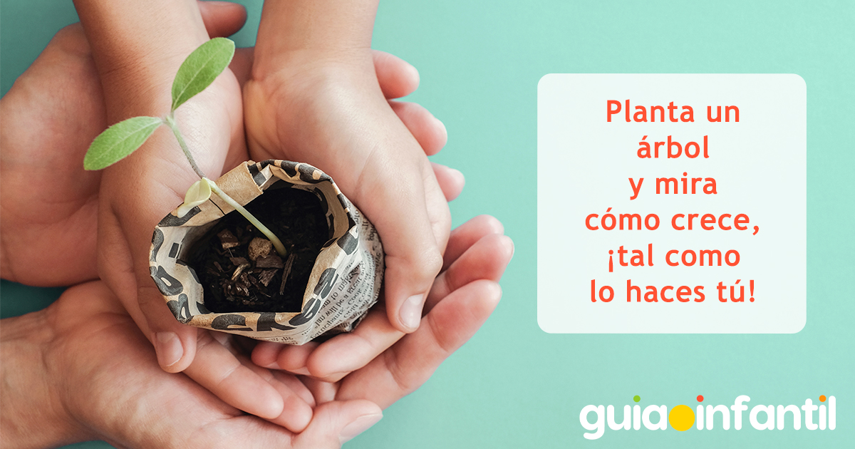 Frases sobre plantar un árbol