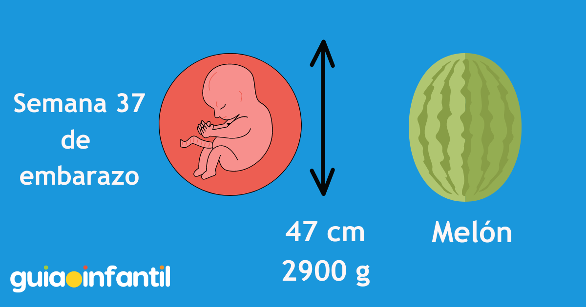 ¿Cuánto mide y pesa el bebé en la semana 37 de embarazo? Es como un melón