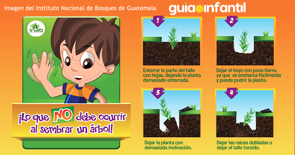 lo que no se debe hacer al plantar un árbol