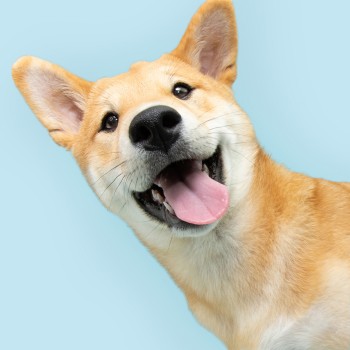 113 frases sobre los perros para enseñar a los niños el amor a los animales