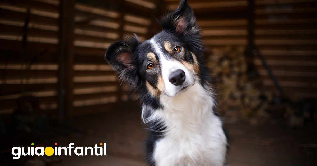 Frases para tu perro muy lindas