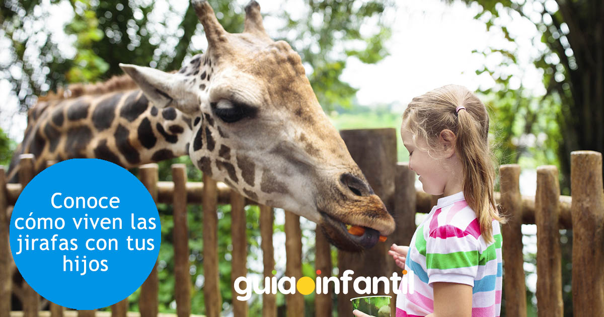 curiosidades sobre las jirafas