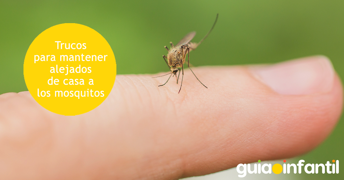 Trucos para alejar a los mosquitos