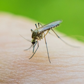 Cómo pueden afectar los repelentes de insectos a la piel del bebé