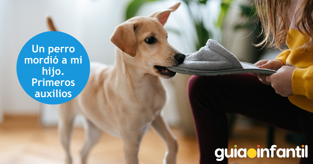 Primeros auxilios para la mordedura de un perro