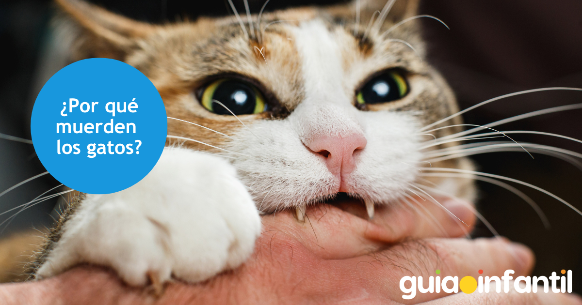 ¿Por qué muerden los gatos?