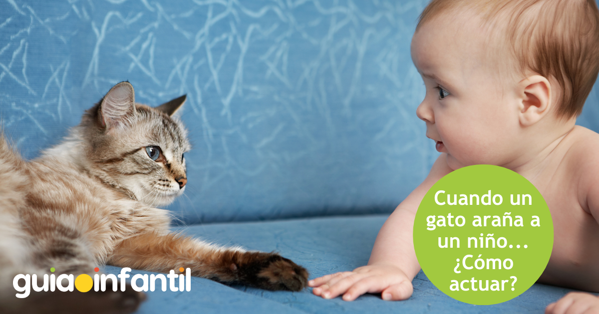 Cuando un gato araña a un niño, ¿cómo actuar?