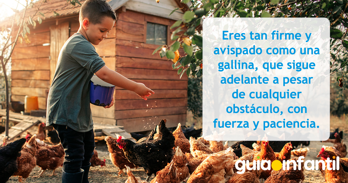 Frases de gallina para los niños