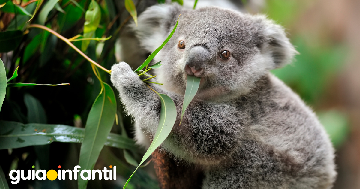 Curiosidades de los koalas para niños
