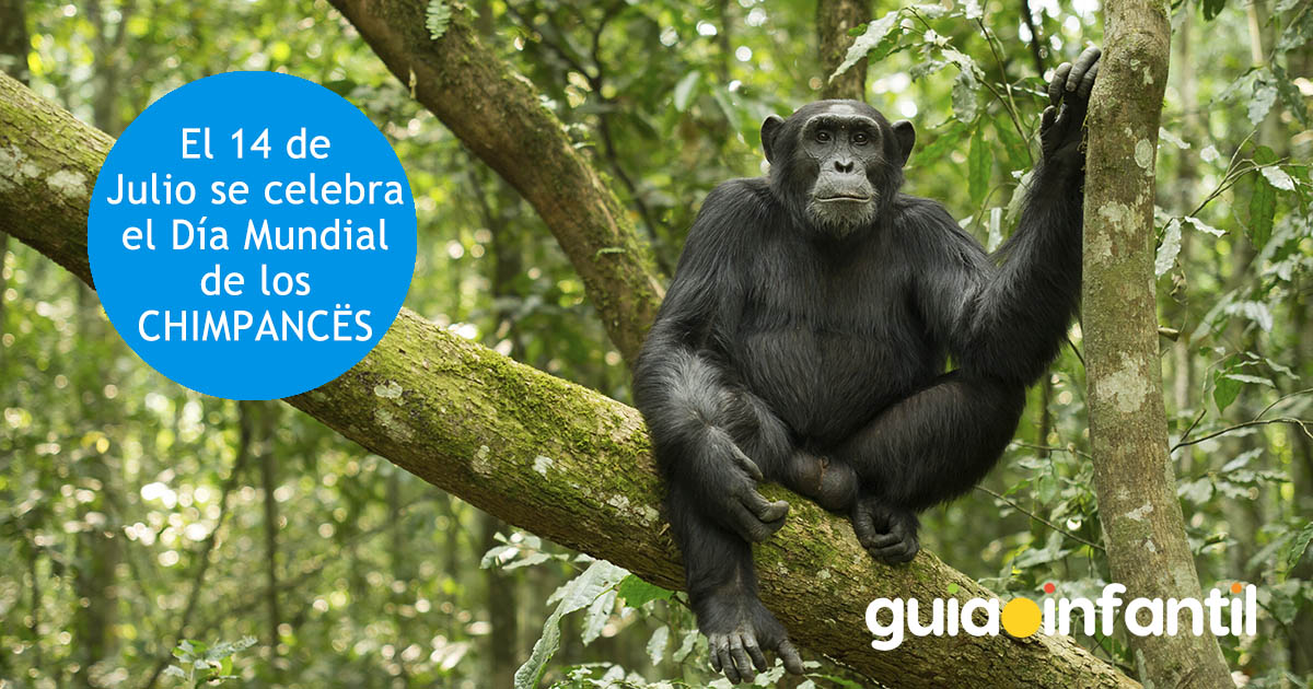 14 de julio. dia mundial de los chimpancés