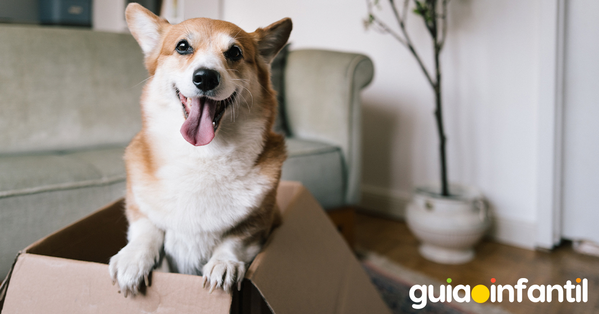 Día Mundial del Perro para niños