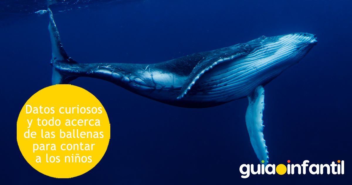 Datos curiosos sobre las ballenas para niños