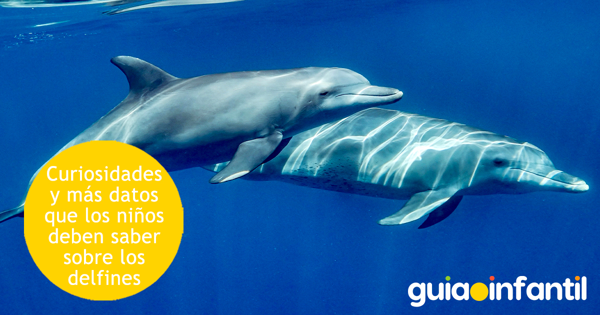 Curiosidades de los delfines para niños