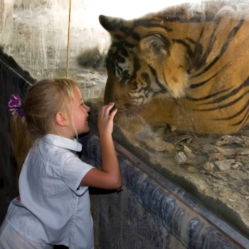Actividades educativas por el Día Internacional del Tigre para los niños