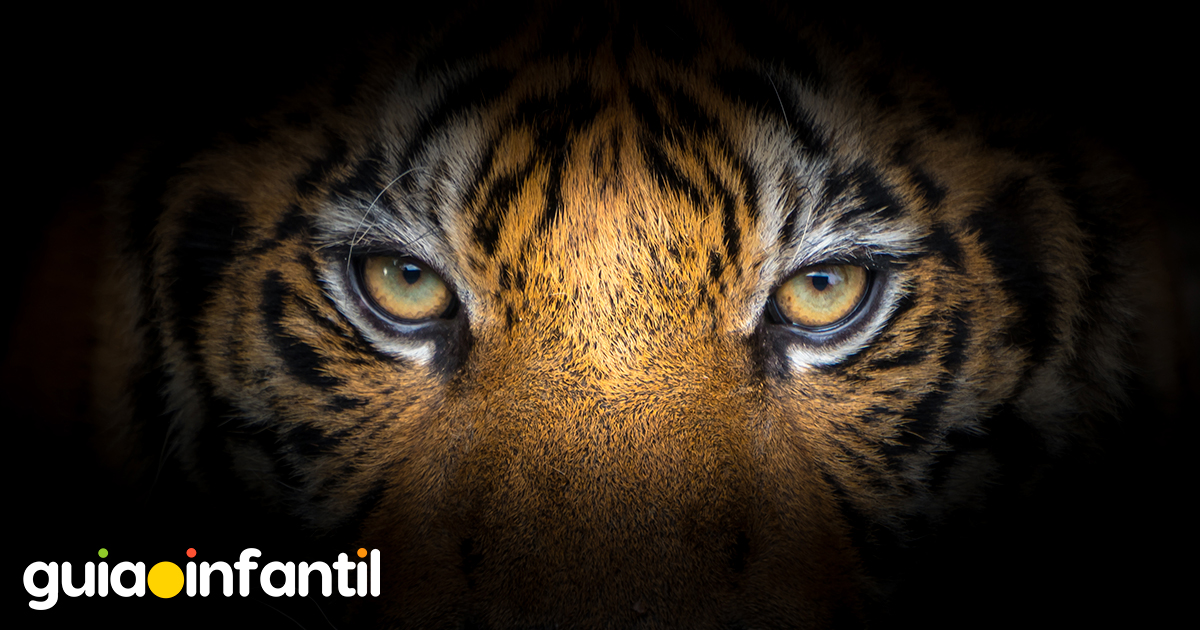 Poemas y datos curiosos de los tigres