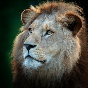 Todo sobre los leones para niños - 10 de agosto, Día Mundial del León