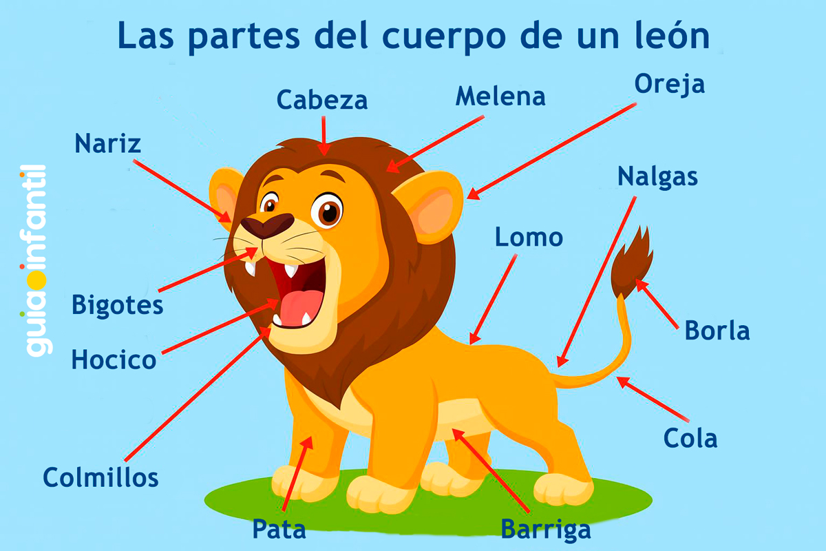 Esquema de las partes del cuerpo de un león