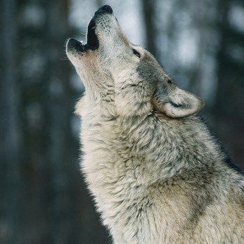 Propuestas didácticas por el Día Internacional del Lobo para los niños
