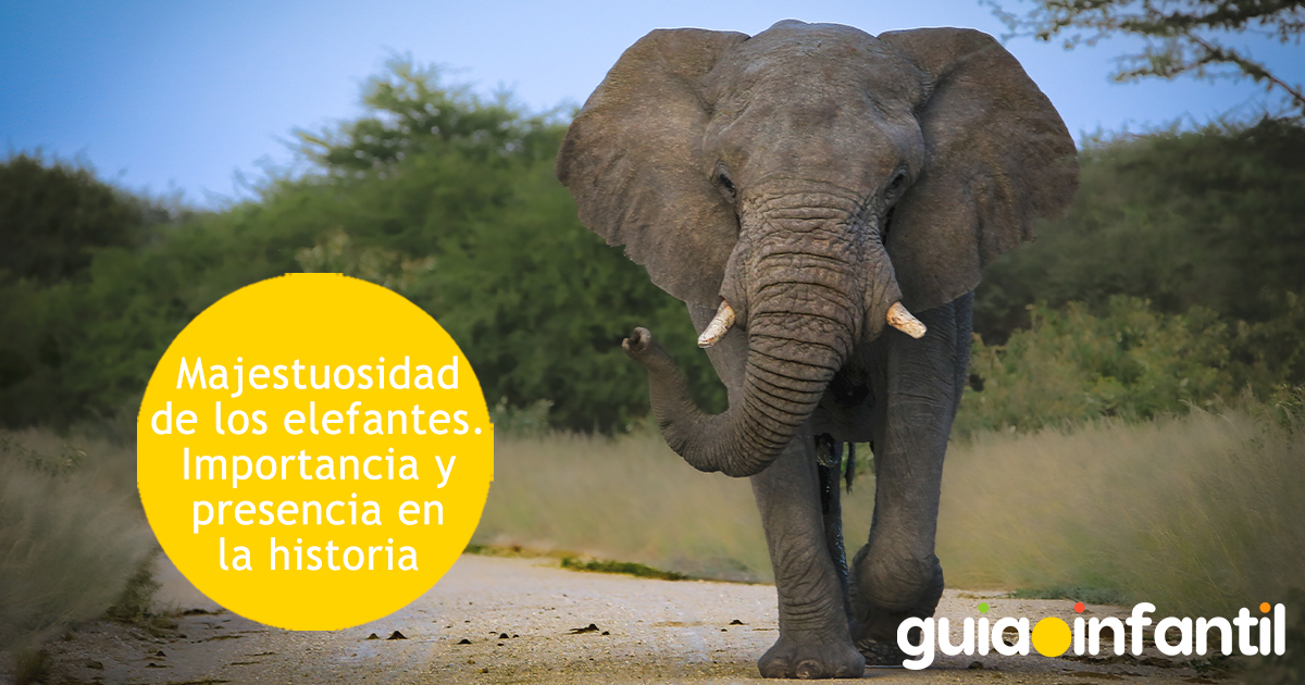 Majestuosidad de los elefantes para niños