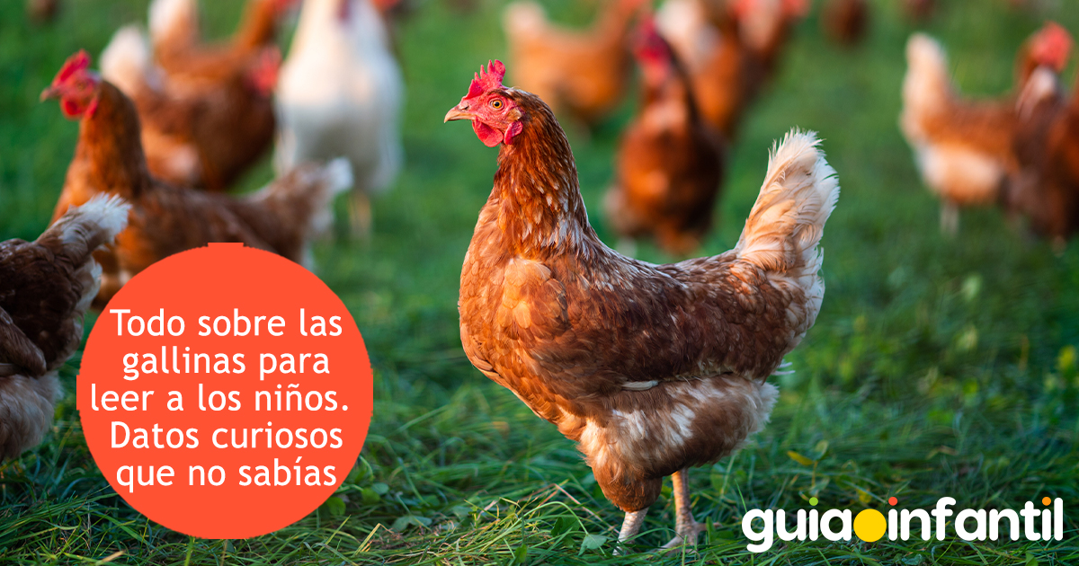 Todo sobre las gallinas para los niños