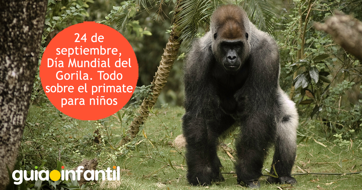 Día Mundial del Gorila para niños