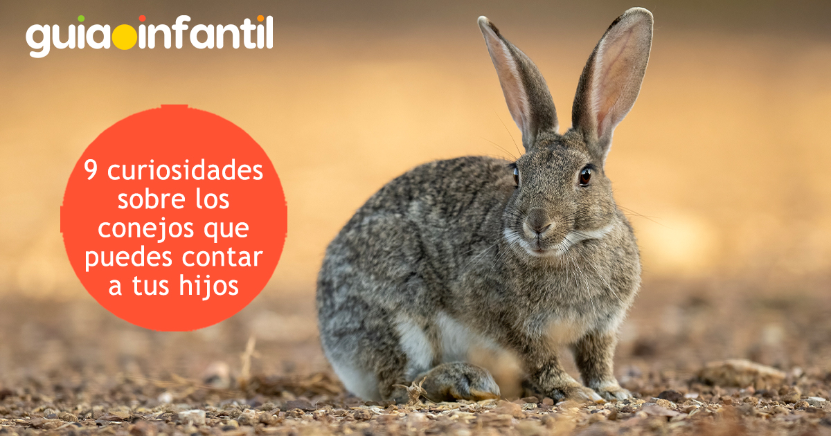 Curiosidades de los conejos para niños