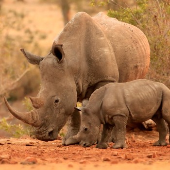 Todo sobre el rinoceronte - Curiosidades, juegos y cuentos para niños