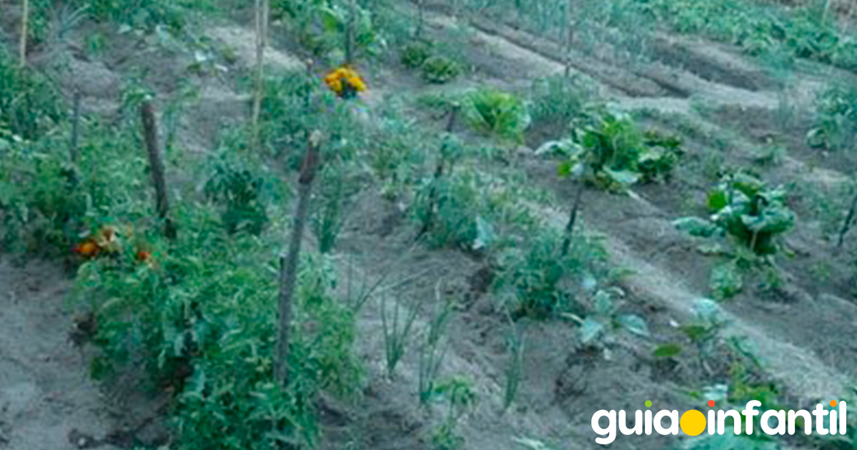 Paso a paso de un huerto casero
