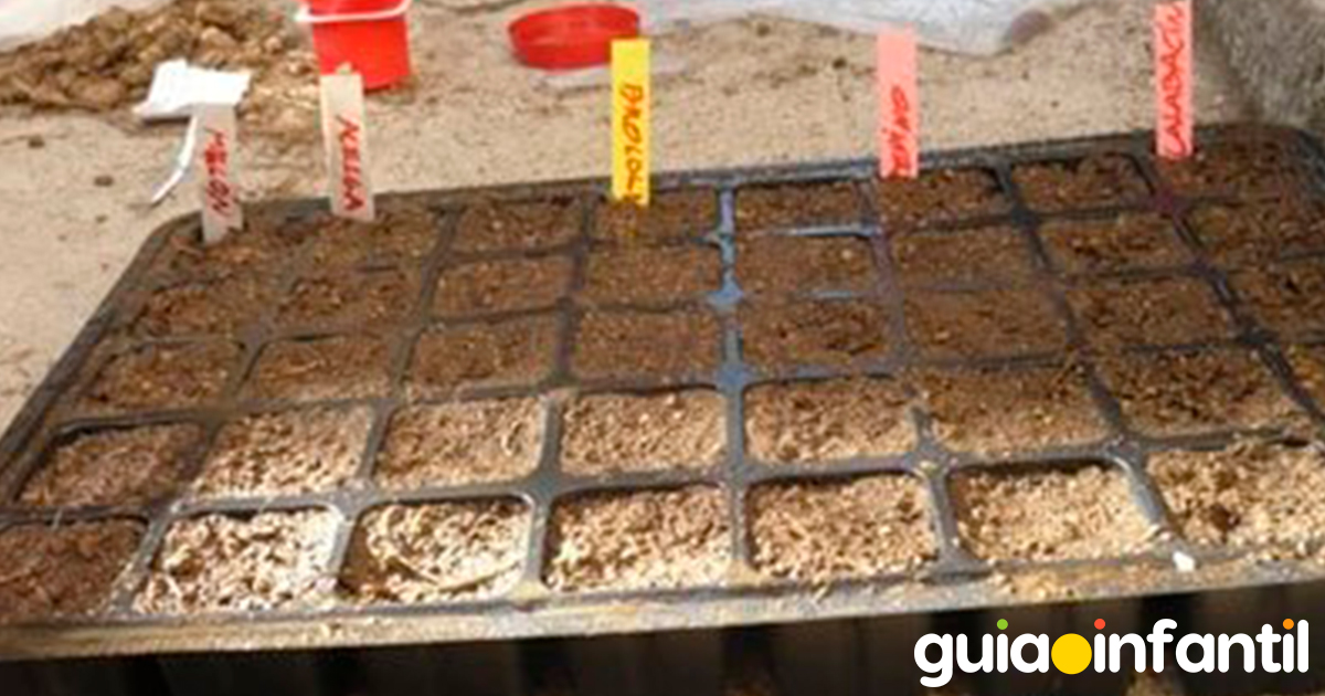 Semillas para un huerto casero