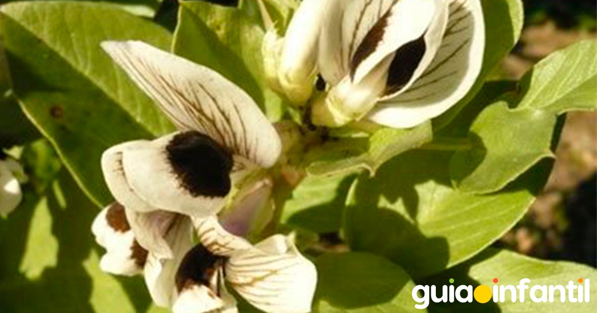 Riego de un huerto casero