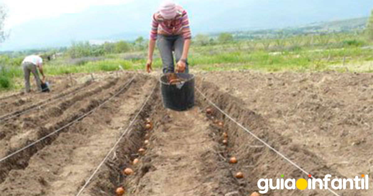 Cosecha de un huerto casero