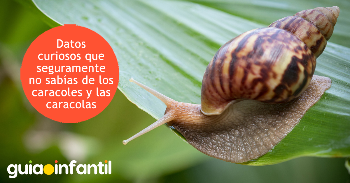 Datos curiosos de las caracolas y los caracoles para niños