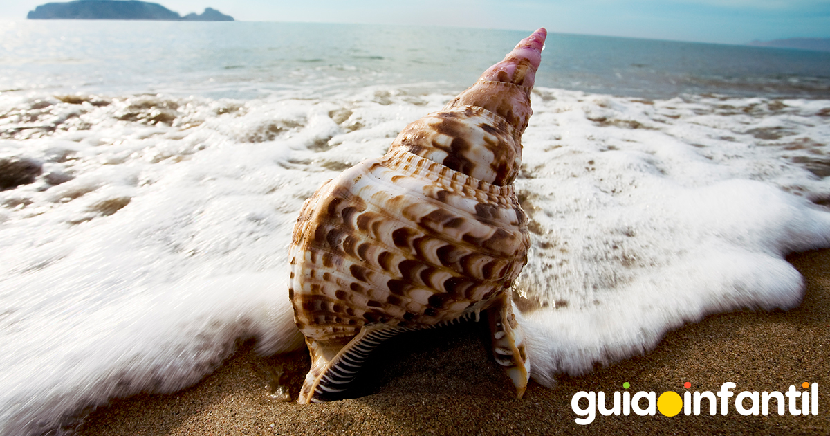Caracolas para niños