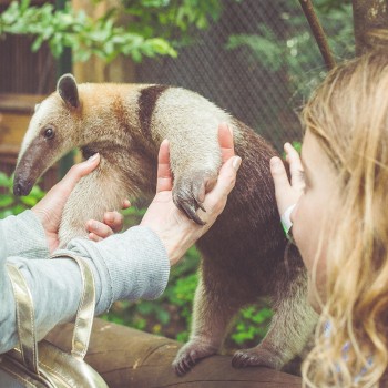El oso hormiguero - Curiosidades y actividades sobre este animal para los niños