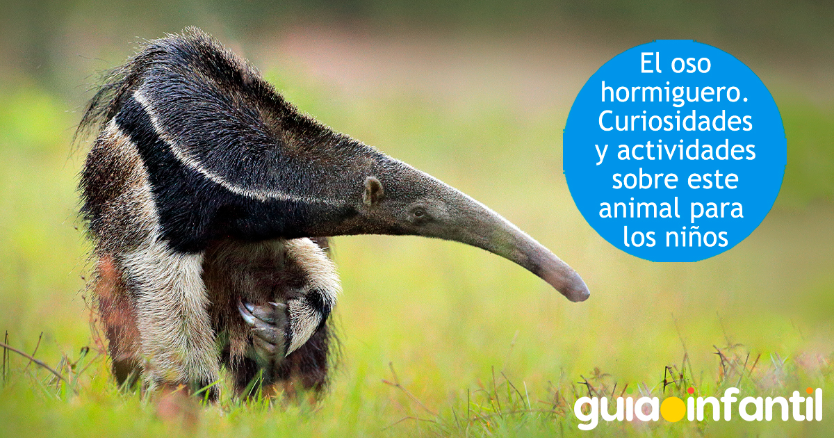 Curiosidades del oso hormiguero para niños
