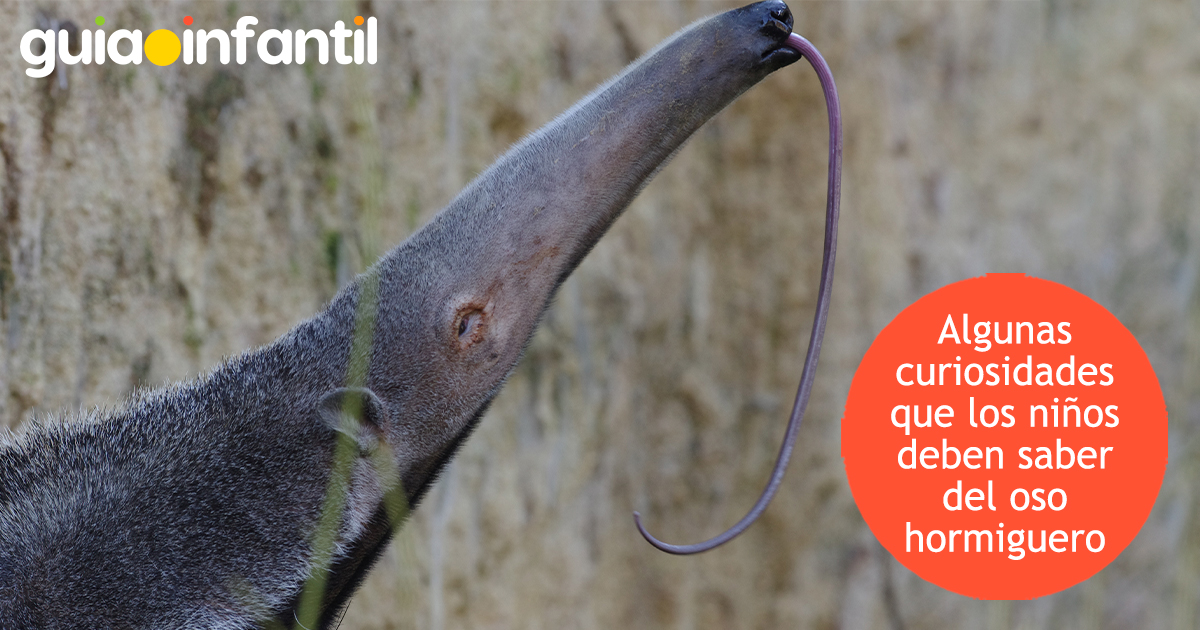 Curiosidades del oso hormiguero para niños