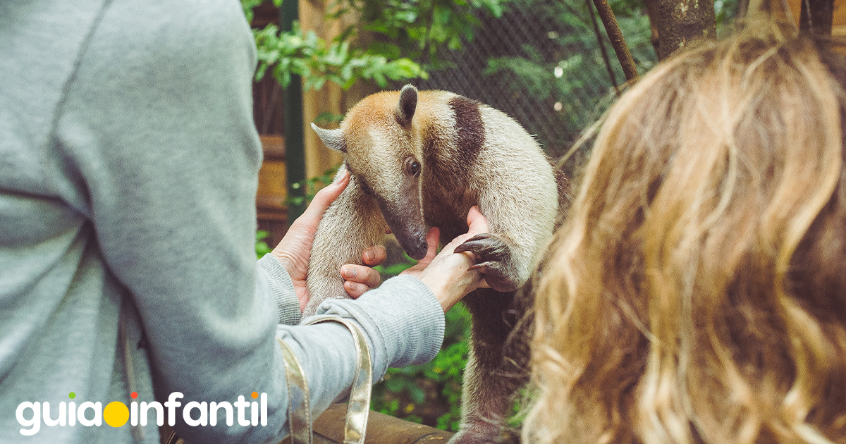 Datos curiosos de los osos hormigueros