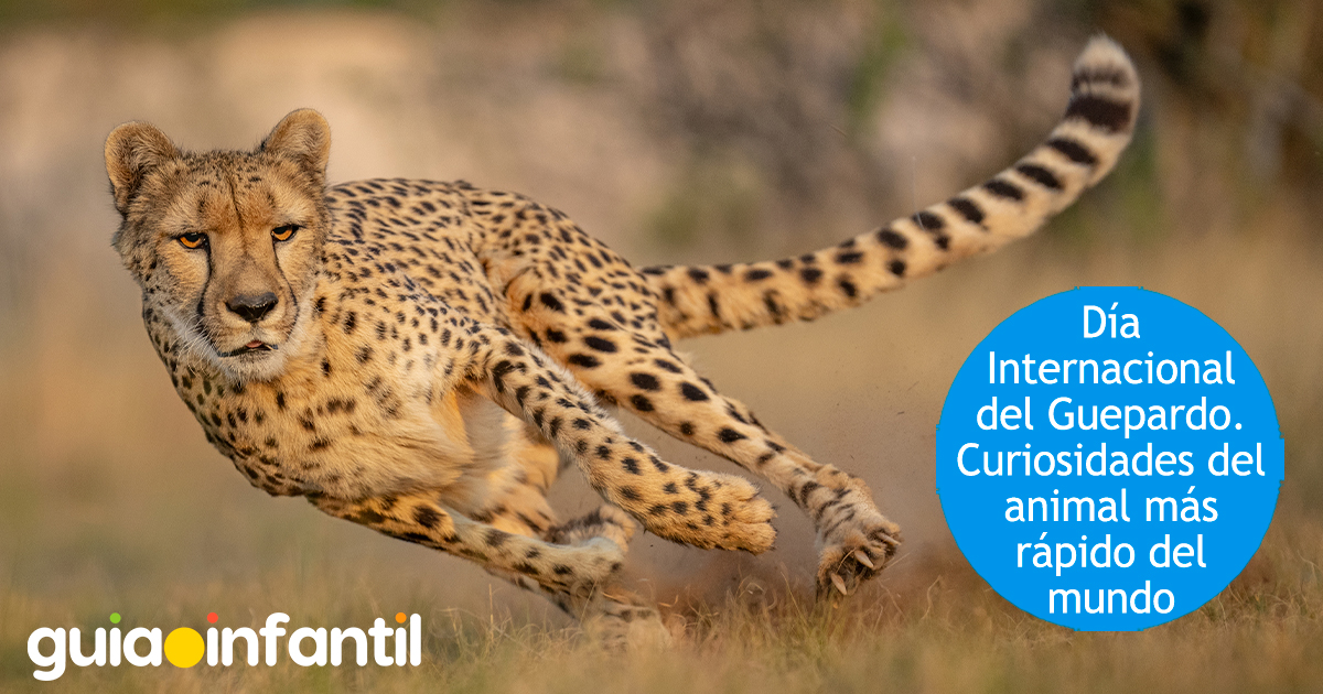 Día del guepardo para niños