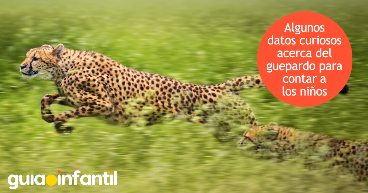 Datos curiosos sobre el guepardo para niños