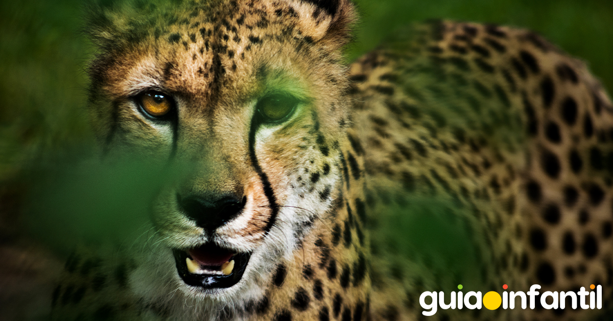 4 de diciembre, Día del Guepardo