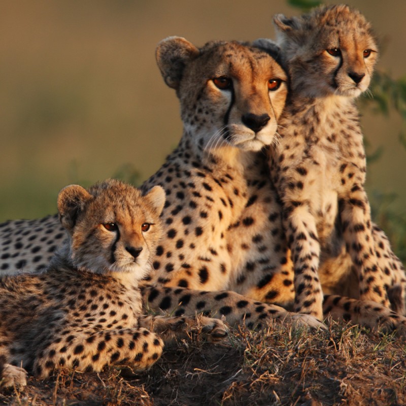 Curiosidades del Guepardo, el animal más rápido del mundo