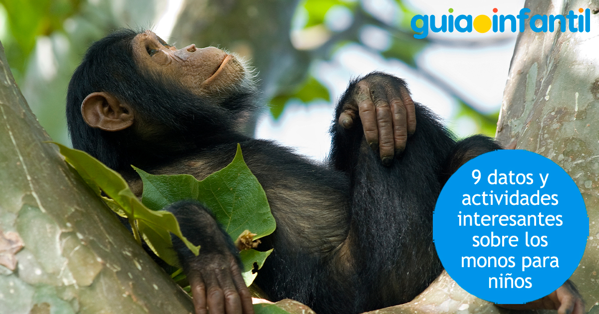 Datos interesantes del mono para niños