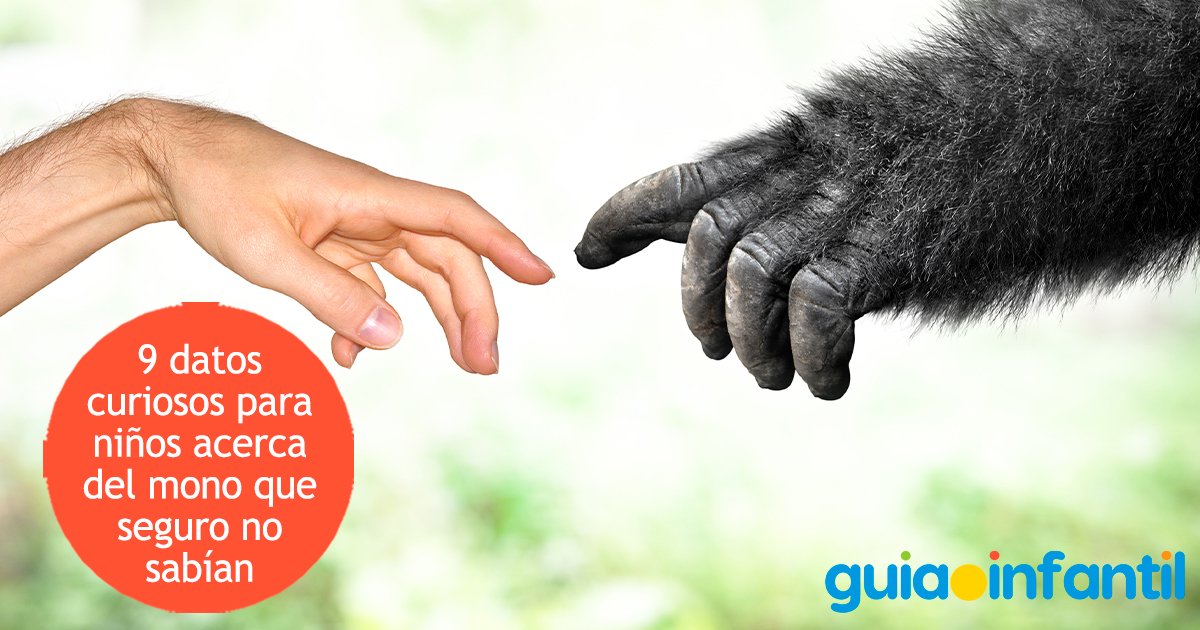 Datos curiosos sobre el mono para niños